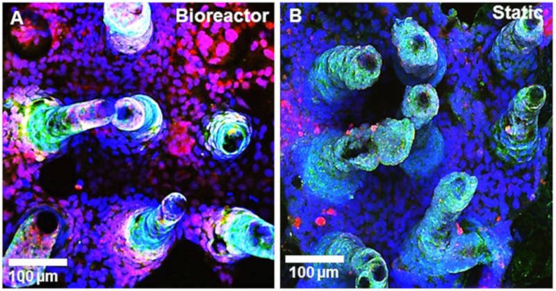 cornell university 3d printed organs bioprinting intestines