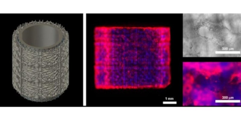 prellis biologics 3d bioprinted capillaries