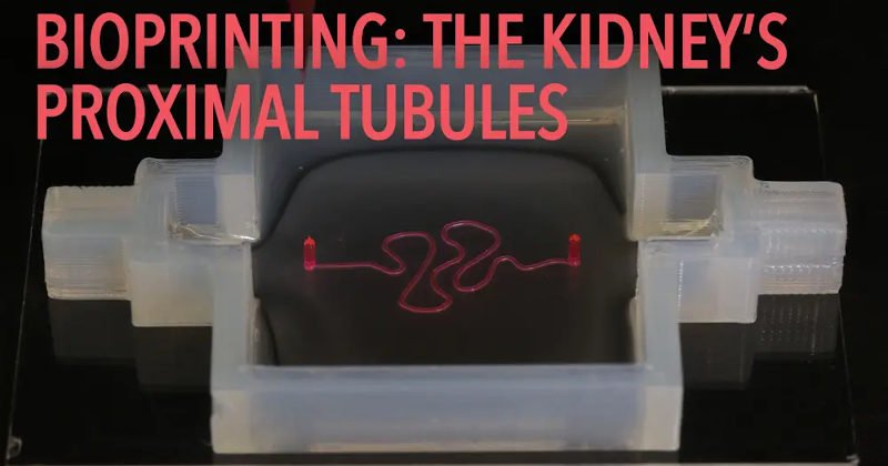 bioprinted kidney proximal tubules